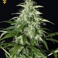 Kalashnikova Autoflowering (Greenhouse Seeds)