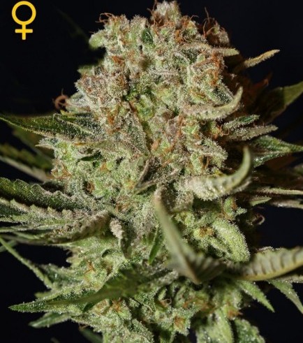 Super Bud Autofloreciente (Greenhouse Seeds)