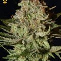 Super Bud Autoflowering (Greenhouse Seeds)