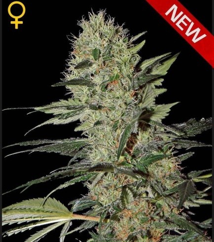 Exodus Cheese Autofloreciente (Greenhouse Seeds)