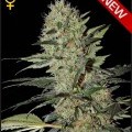 Exodus Cheese Autofloreciente (Greenhouse Seeds)