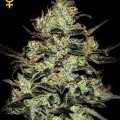 Moby Dick (Greenhouse Seeds)