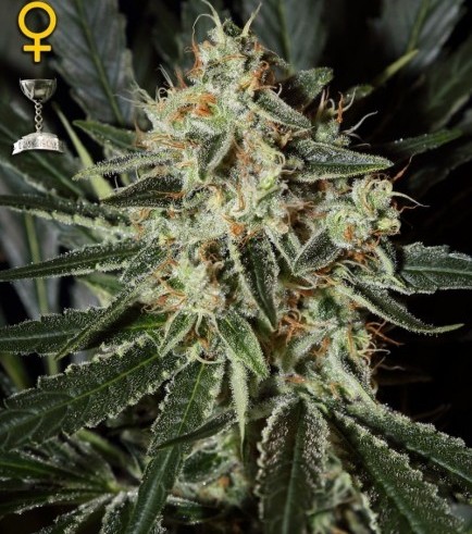 Cheese (Greenhouse Seeds)