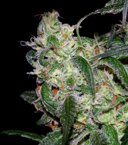 LA Cannalope (DNA Genetics)