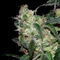 LA Cannalope (DNA Genetics)