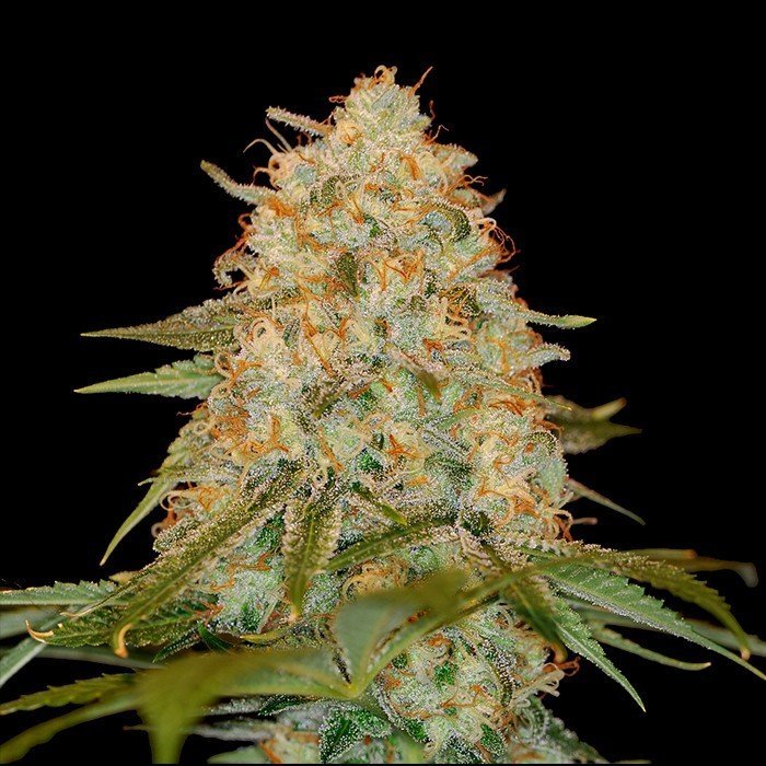 LA Chocolat - Strain Information - Cannaconnection.com