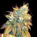 Sour Secret (DNA Genetics)