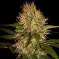 Martian Mean Green (DNA Genetics)