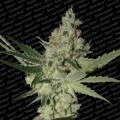 Acid (Paradise Seeds)