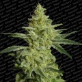 Allkush (Paradise Seeds)