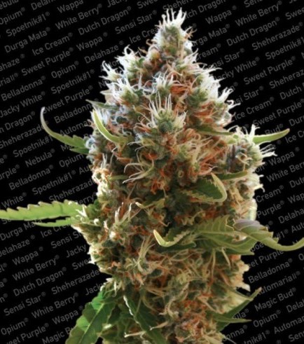 Lucid Bolt (Paradise Seeds)