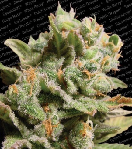 Dutch Dragon (Paradise Seeds)