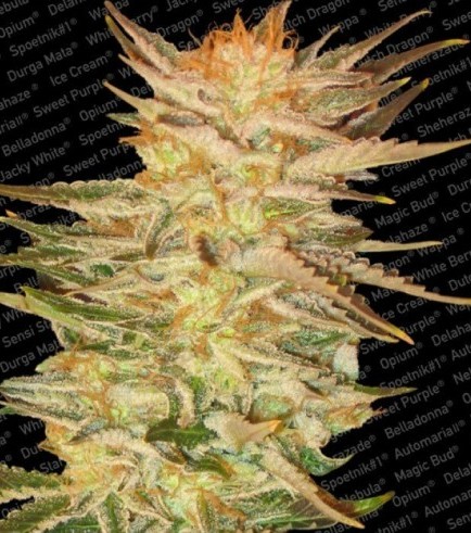 Ice Cream (Paradise Seeds)