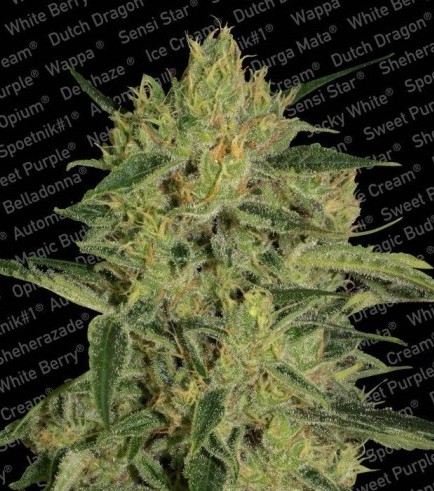 Nebula II CBD (Paradise Seeds)