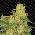 Auto Acid (Paradise Seeds)