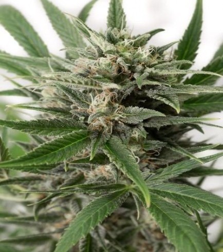 Blue Amnesia XXL Autoflowering (Dinafem)