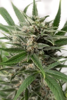 Blue Amnesia XXL Autofloreciente