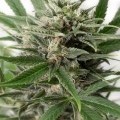 Blue Amnesia XXL Autofloreciente (Dinafem)