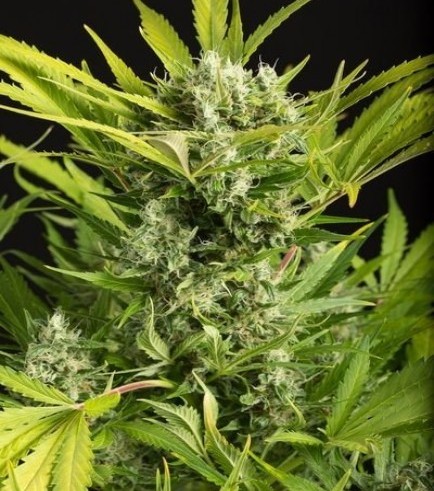 Blue Critical Autofloreciente (Dinafem)