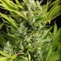 Blue Critical Autofloreciente (Dinafem)