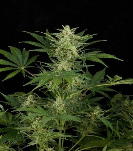 Critical Jack Autoflowering (Dinafem)