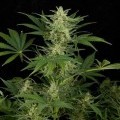 Critical Jack Autofloreciente (Dinafem)