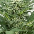 Dinamex Autoflowering (Dinafem)