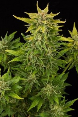 Fruit Autoflowering