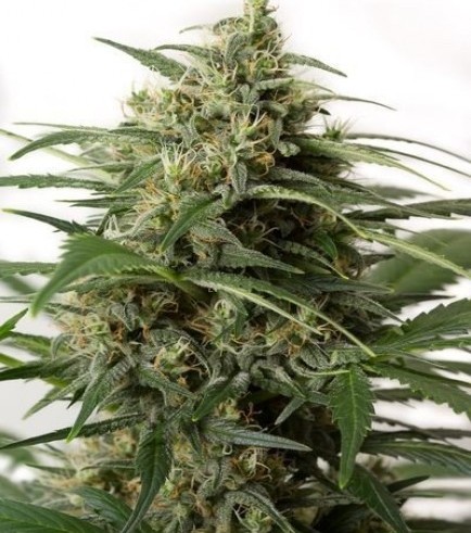 Moby Dick XXL Autofloreciente (Dinafem)