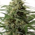 Moby Dick XXL Autofloreciente (Dinafem)