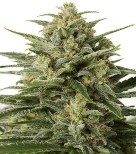 White Widow XXL Autofloreciente (Dinafem)