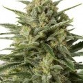 White Widow XXL Autoflowering (Dinafem)