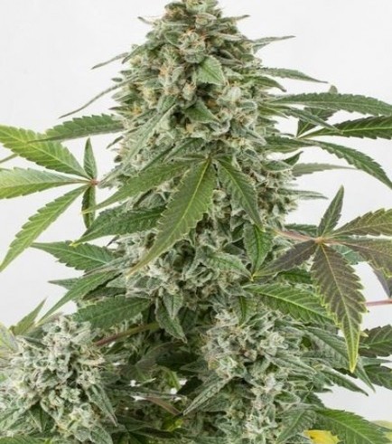 White Widow Autoflowering (Dinafem)