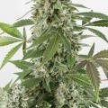 White Widow Autofloreciente (Dinafem)