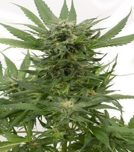 Sour Diesel Autofloreciente (Dinafem)