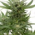 Sour Diesel Autofloreciente (Dinafem)