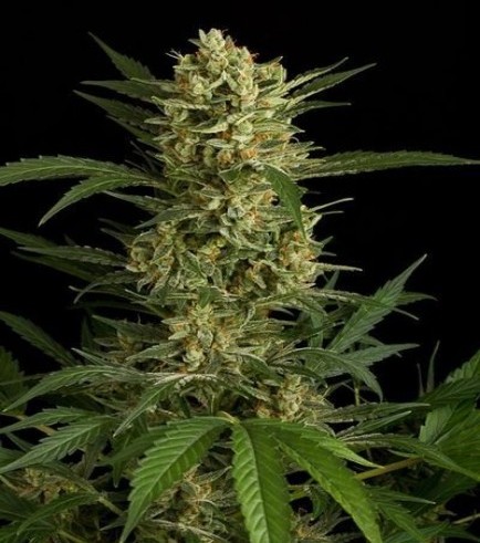 Original Amnesia Autofloreciente (Dinafem)