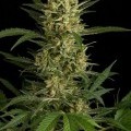 Original Amnesia Autofloreciente (Dinafem)