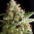 American Pie (Pyramid Seeds)