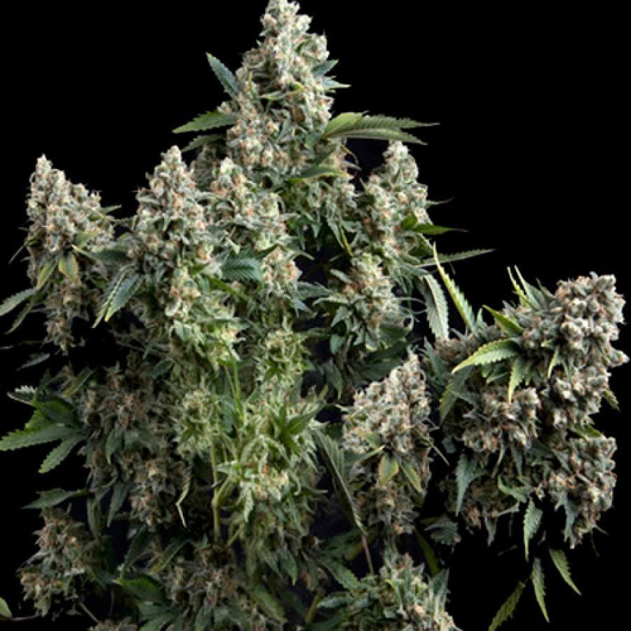 Auto Tutankhamon Strain Information Cannaconnection Com