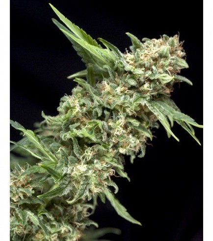 Auto Alpujarreña (Pyramid Seeds)