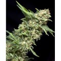 Auto Alpujarreña (Pyramid Seeds)