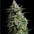 Auto Anesthesia (Pyramid Seeds)