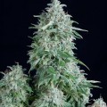 Auto Anubis (Pyramid Seeds)