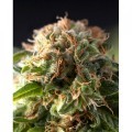 Auto Fresh Candy (Pyramid Seeds)