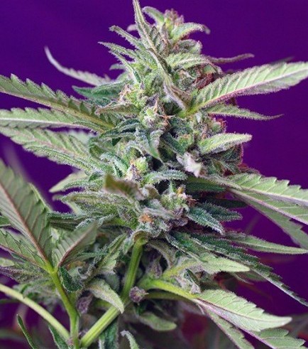 S.A.D. Sweet Afgani Delicious Auto (Sweet Seeds)