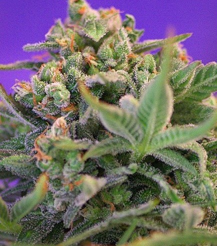 Sweet Cheese (Sweet Seeds)