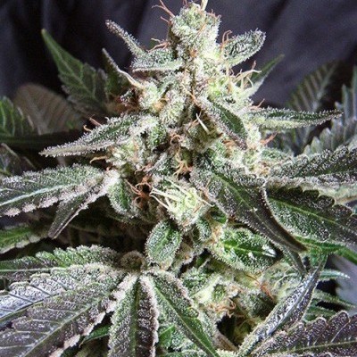 Top 10 Jack Herer hybrid strains - CannaConnection