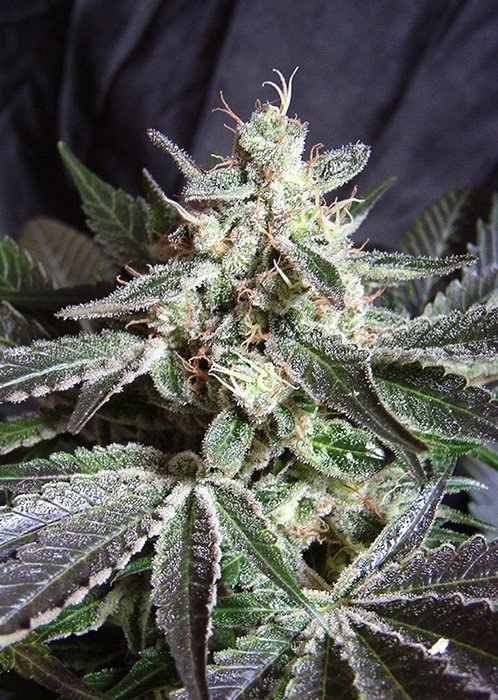 Black Jack - Strain Information - CannaConnection