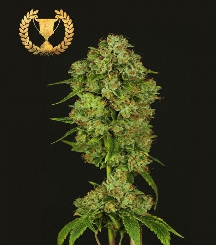 Casey Jones (Devil's Harvest Seeds)